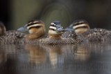 _MG_1779 Masked Duck.jpg