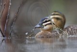 _MG_2547 Masked Duck.jpg
