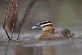 _MG_2662 Masked Duck.jpg