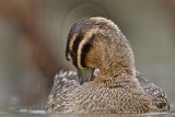 _MG_2815 Masked Duck.jpg