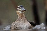 _MG_2826 Masked Duck.jpg