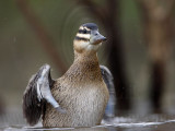 _MG_2831 Masked Duck.jpg