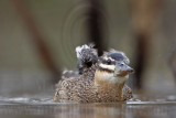 _MG_2834 Masked Duck.jpg