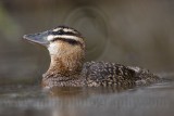 _MG_3025 Masked Duck.jpg