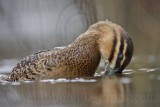 _MG_3268 Masked Duck.jpg
