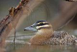_MG_3272 Masked Duck.jpg