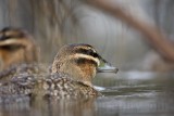 _MG_3277 Masked Duck.jpg