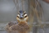 _MG_3285 Masked Duck.jpg