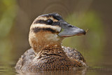 _MG_3502 Masked Duck.jpg