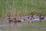 _MG_4059 Masked Duck.jpg
