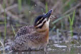 _MG_4255 Masked Duck.jpg