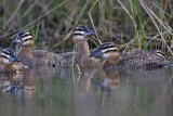 _MG_4305 Masked Duck.jpg