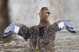 _MG_4405 Masked Duck.jpg