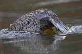 _MG_4454 Masked Duck.jpg