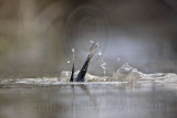 _MG_4657 Masked Duck.jpg