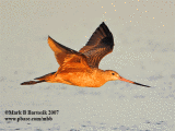 1738 Marbled Godwit flying_Animated_image.gif