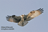 9273 Osprey Hovering_Animated_image.gif