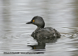 Least Grebe - Bouncy Dive Animation.gif