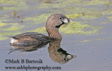 Pied-billed Grebe - Crash Dive Animation.gif