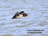 5998 Bufflehead flying - animated image.gif