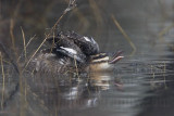 _MG_0365 Masked Duck.jpg
