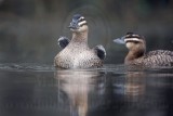 _MG_0899 Masked Duck.jpg