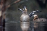 _MG_0901 Masked Duckjpg