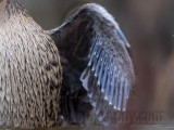 _MG_1181crop Masked Duck.jpg
