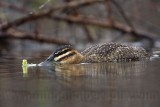 _MG_1813 Masked Duck.jpg