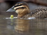 _MG_1818crop Masked Duck.jpg