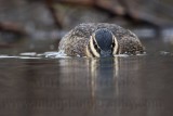 _MG_1866 Masked Duck.jpg