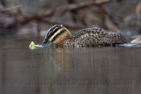 _MG_1880 Masked Duck.jpg