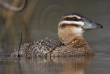 _MG_2905 Masked Duck.jpg