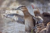 _MG_3984 Masked Duck.jpg