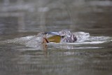 _MG_4579 Masked Duck.jpg