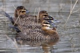 _MG_5165 Masked Duck.jpg