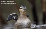 2827 Masked-Duck-flapping wings - animated image.gif