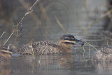 _MG_0458 Masked Duck.jpg