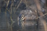 _MG_0496 Masked Duck.jpg