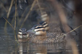 _MG_0507 Masked Duck.jpg