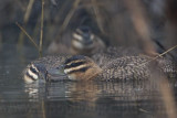 _MG_0514 Masked Duck.jpg
