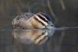 _MG_1413 Masked Duck.jpg