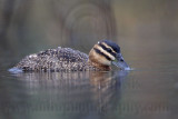 _MG_1428 Masked Duck.jpg