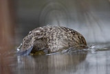 _MG_2508 Masked Duck.jpg
