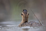 _MG_2541 Masked Duck.jpg