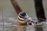 _MG_2715 Masked Duck.jpg