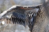 _MG_3967crop Masked Duck.jpg