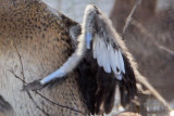 _MG_3997crop Masked Duck.jpg
