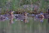 _MG_4128 Masked Duck.jpg