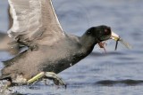 _MG_5426crop American Coot.jpg